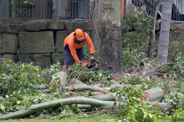 Hudson, NC Tree Services Company